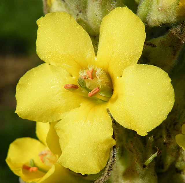 Mullein